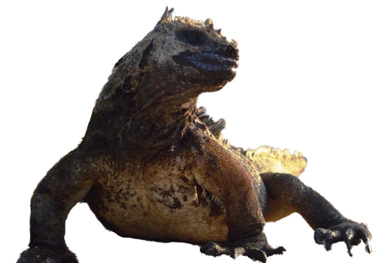 marine-iguana-galapagos-ec