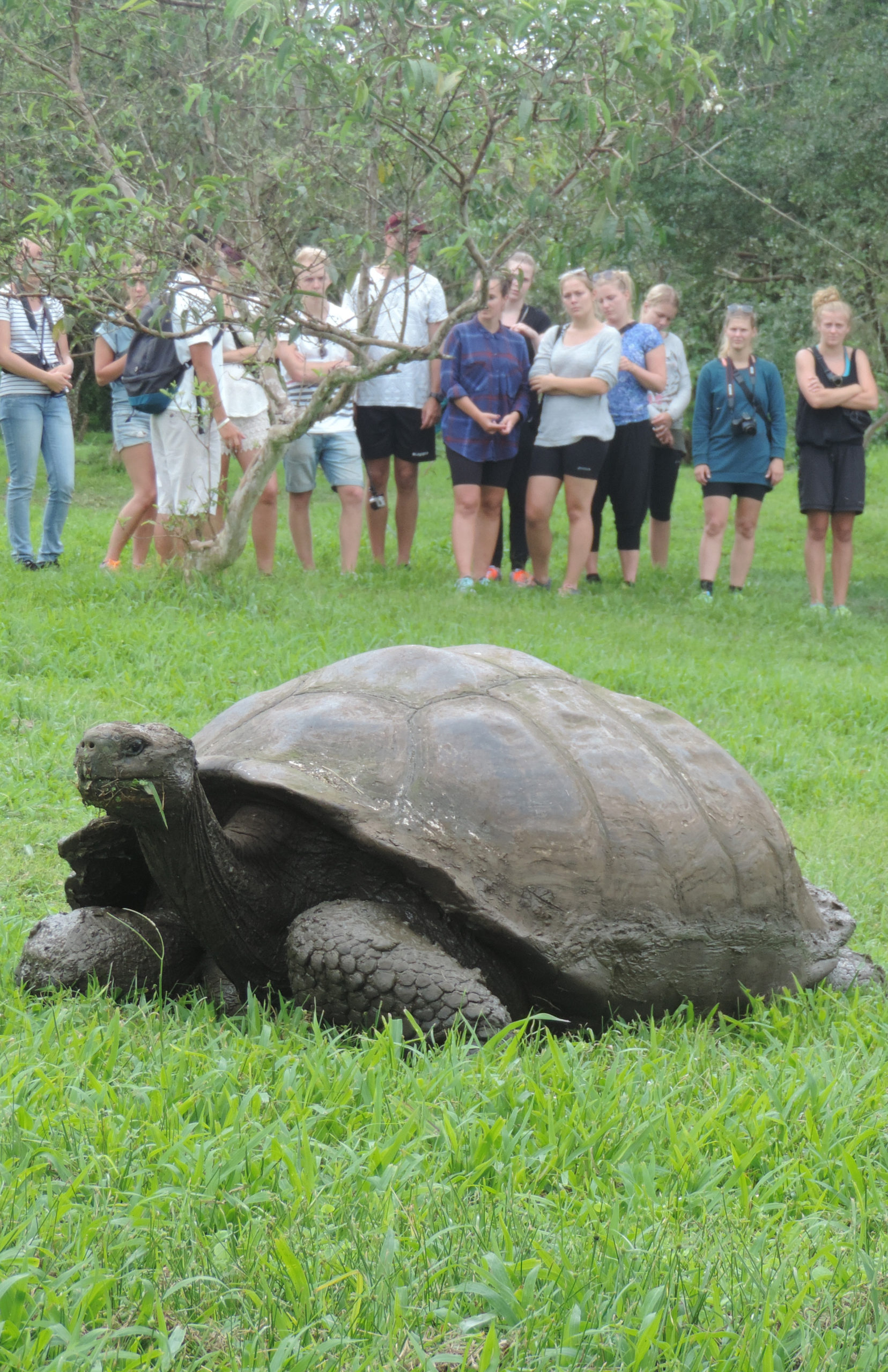 turtle | Lead Adventures